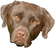 20060728155801-logo.gif