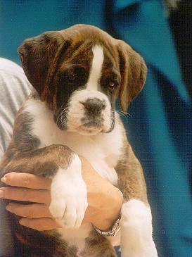 20070929050709-boxer.jpg