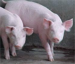 20090517194900-968-porc.jpg