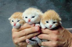 20090621175901-730-gatitos.jpg