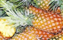 20100220150502-pina.jpg