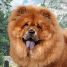 20100322133714-526-chow.jpg