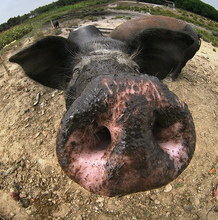 20100425033440-282-cerdo.jpg