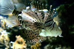 20100501025119-477-pezleon.jpg - El pez le�n ya es una especie ex�tica invasora