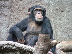20100507160423-686-chimpance.jpg - Los chimpanc�s tambi�n utilizan "juguetes sexuales"
