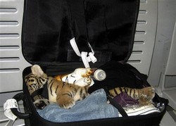 20100901050643-767-cachorrotigre.jpg