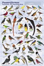 20110703220255-955-pajaros.jpg - Sobre el canto de los p�jaros