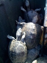20110703220548-987-tortugas.jpg