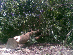 20110815011155-315-talar.jpg