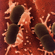 20110815012102-009-baceriasin.jpg