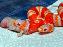20111126165126-serpiente.jpg - Una serpiente albina de dos cabezas engulle su primera presa
