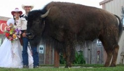 20120304001534-654-bufalo.jpg - Un hombre llama a su b�falo para que sea padrino de su boda