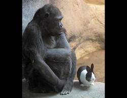 20120317151340-093-gorilaconejo.jpg - Una gorila se hace amigo de un conejo