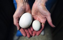 20120603193214-411-huevo.jpg - Un huevo de gallina gigante ten�a otro huevo peque�o dentro